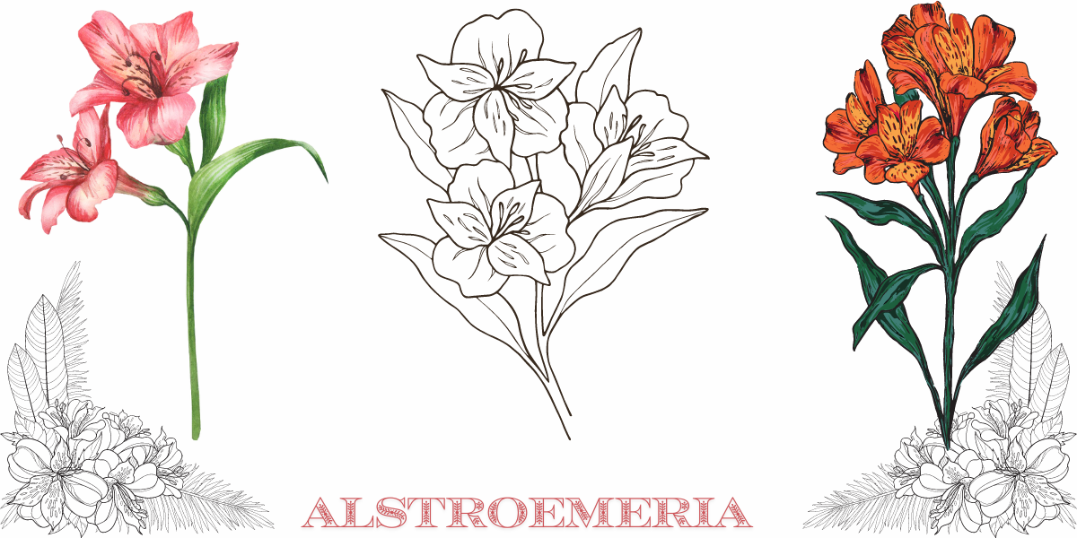 Alstroemeria: The Enchanting Peruvian Lily
